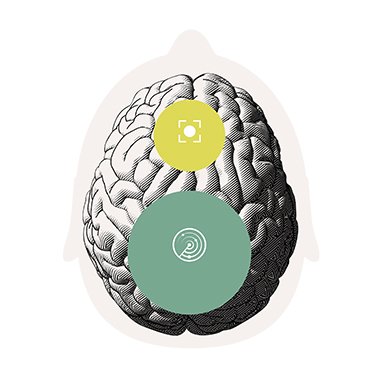 oticonbrainhearing20brainfromtopwithsilhouetteorientandfocusgraphicgi1009095184382x382
