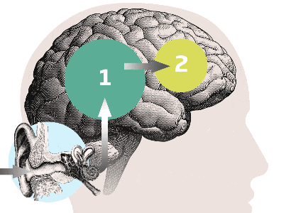 1_b2b-brain_section2